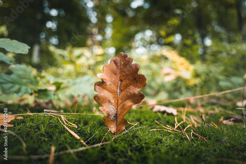 Ein Eichenblatt am Waldboden im Herbst