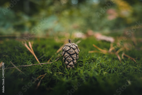 Ein Tannenzapfen am Waldboden im Herbst