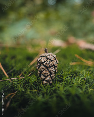Ein Tannenzapfen am Waldboden im Herbst