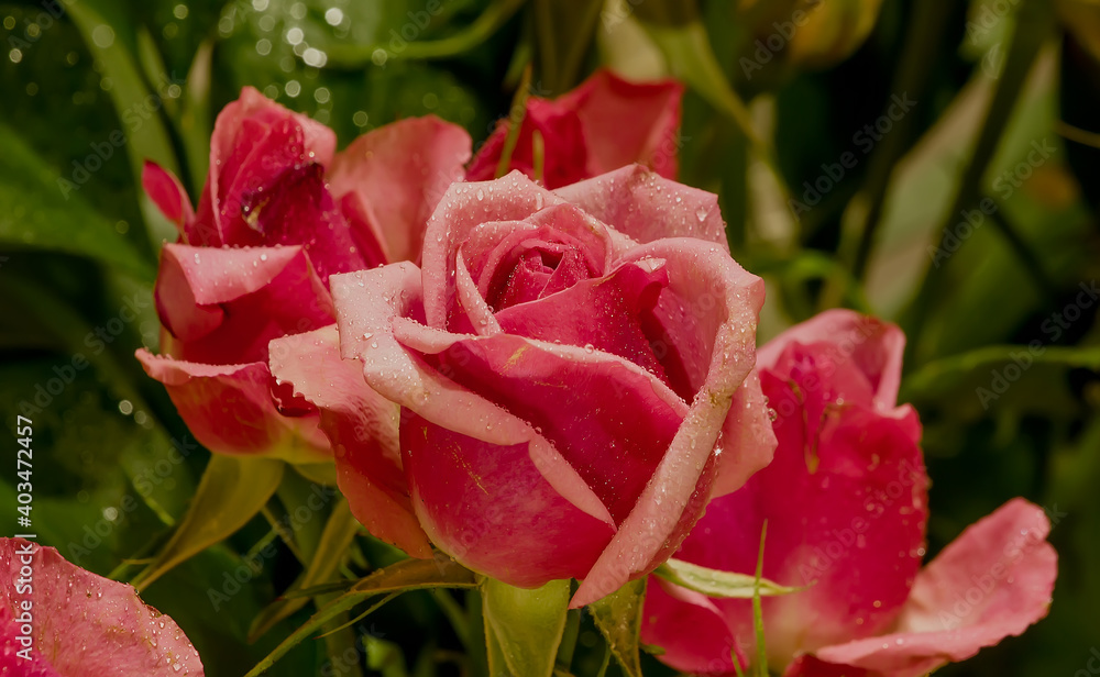 Bouquet of beautiful pink spray roses with water drops. Bouquet of beautiful pink spray roses with water drops.
