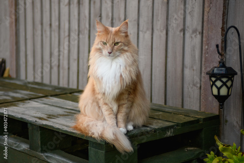 Fluffy Maine Coon cat. A cute Maine Coon female cat portrait.