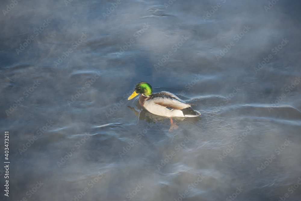 Obraz premium A lonely duck floats on a frozen river