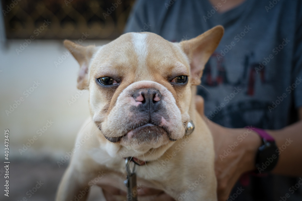 Close up portrait of a French Bulldog