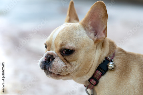 Close up portrait of a French Bulldog