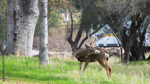 Deer Biting Himself