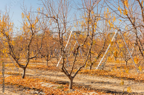 Pruners at Work