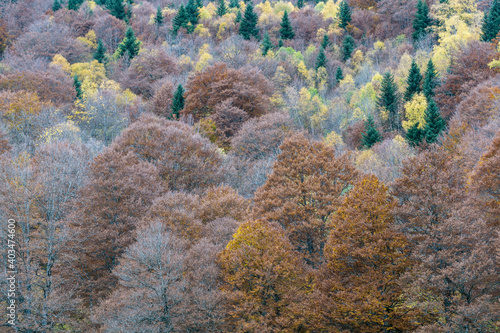 bosque caducifolio, valle dera Artiga de Lin, valle de Aran, cordillera de los Pirineos, Spain, europe photo