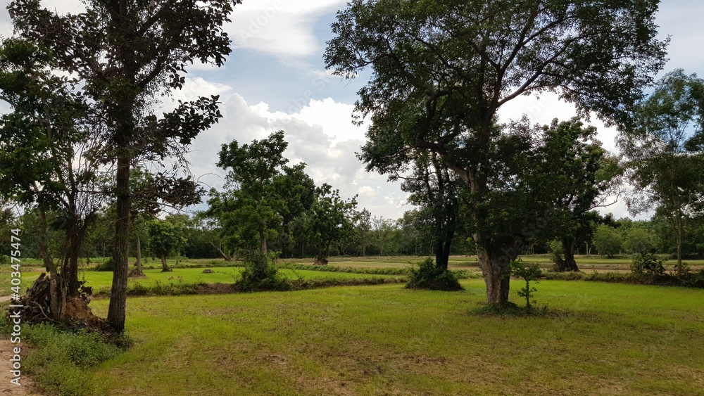 The view of the beginning of planting jasmine rice, with natural rice fields.