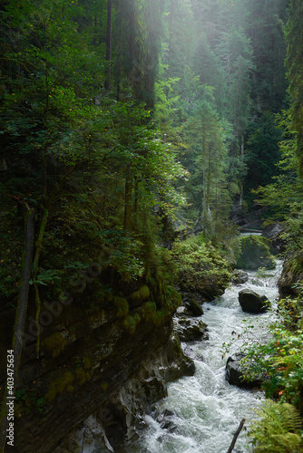 river in the forest