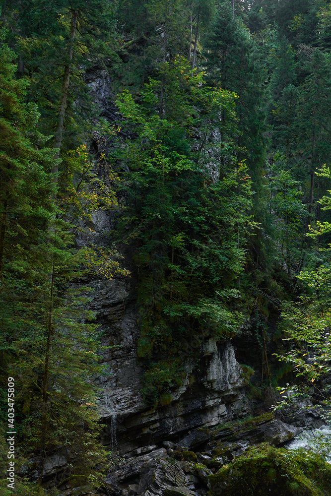the forest in the mountains the forest in the mountains
