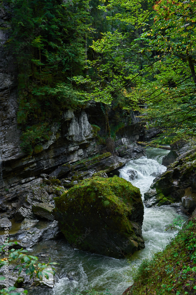 mountain river in the forest mountain river in the forest