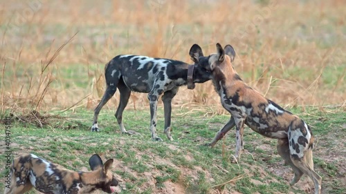 pack of African wild dogs (Lycaon pictus) or painted dog, South Luangwa National Park, Mfuwe, Zambia, Africa photo