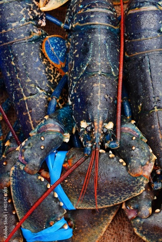 Blue Breton lobster at a seafood market in Brittany