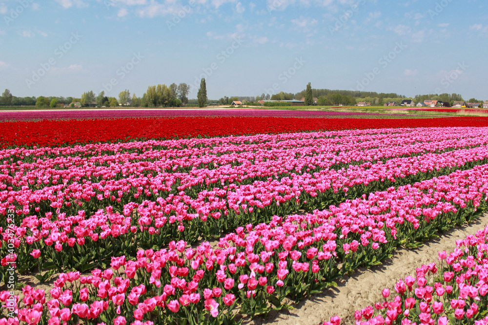 a beautiful dutch landscape with a bulb field with pink and red tulips and a little village and blue sky in the background in zeeland, the netherlands in springtime