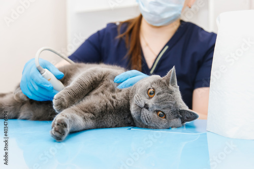 Leinwand Poster Cat having ultrasound scan in vet office