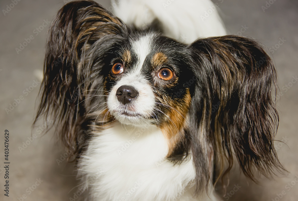 The papillon dog looks into the distance.