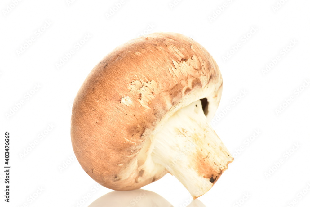 One organic fresh, creamy mushroom, close up, isolated on white. One organic fresh, creamy mushroom, close up, isolated on white.