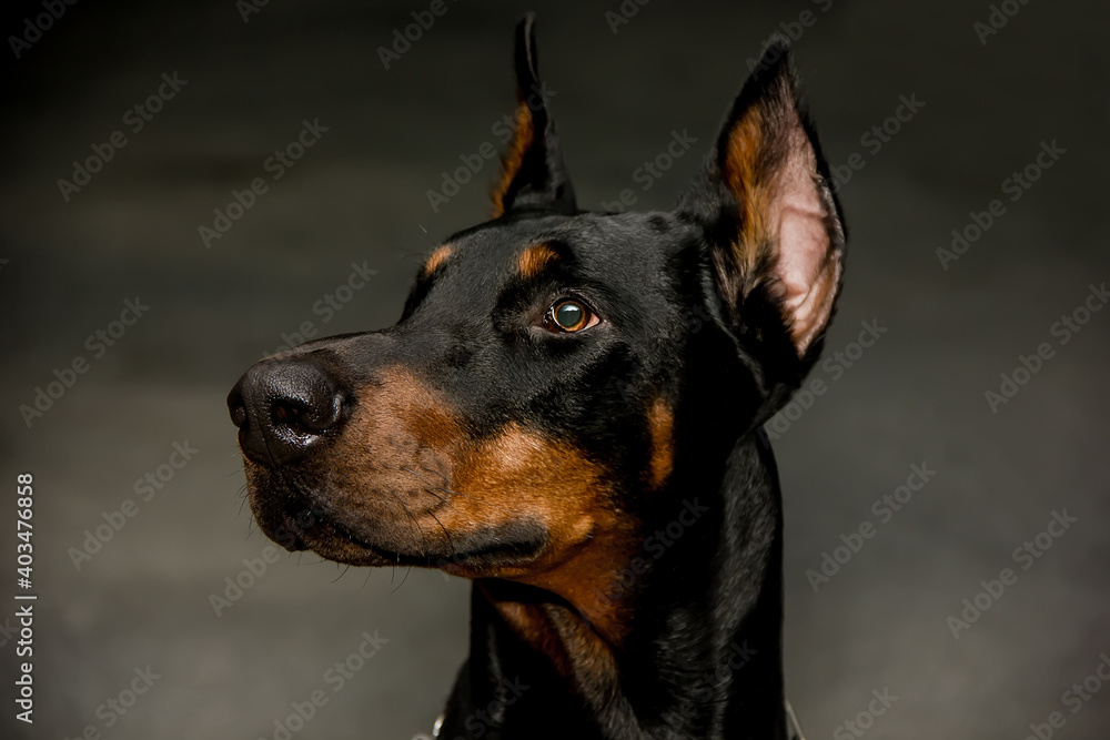 Doberman dog with an expressive look. Doberman dog with an expressive look.