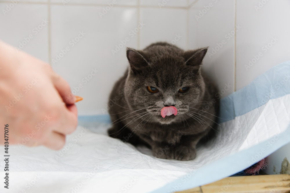 Naklejka premium The doctor gives the cat a pill while she sits on the table in the waiting room of the veterinary clinic
