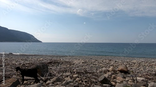 Panoramic view of rock beach with goats and blue sea. Tourism concept in Greece photo