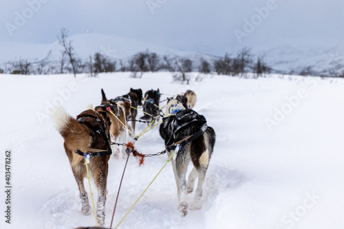 Puppies pulling the sled on the snow