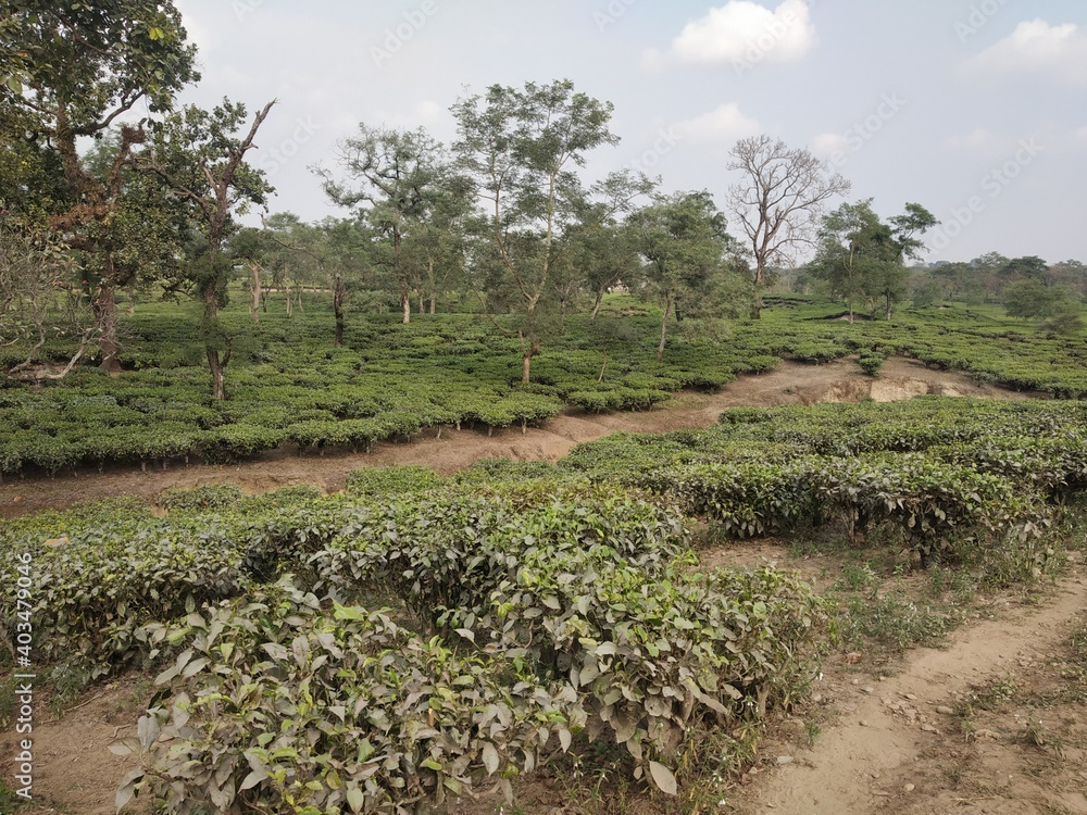 Tea garden near at Bagdogra, West Begal, India Tea garden near at Bagdogra, West Begal, India