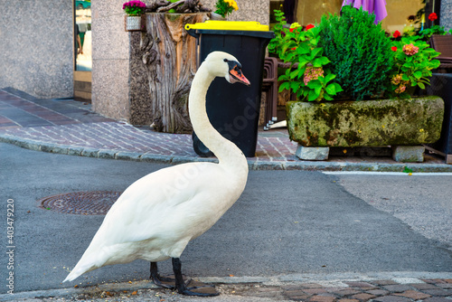Fototapeta Naklejka Na Ścianę i Meble -  White swan walking in the town centre of St. Wolfgang am Wolfgangsee, Austria