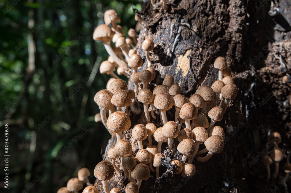 Mushrooms Sponges on a tree jungle Costa Rica