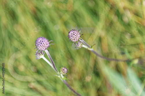 Norwegen - Hellesøy - Rubbegarnståne Fyr Wanderweg - Kleeblüte  photo