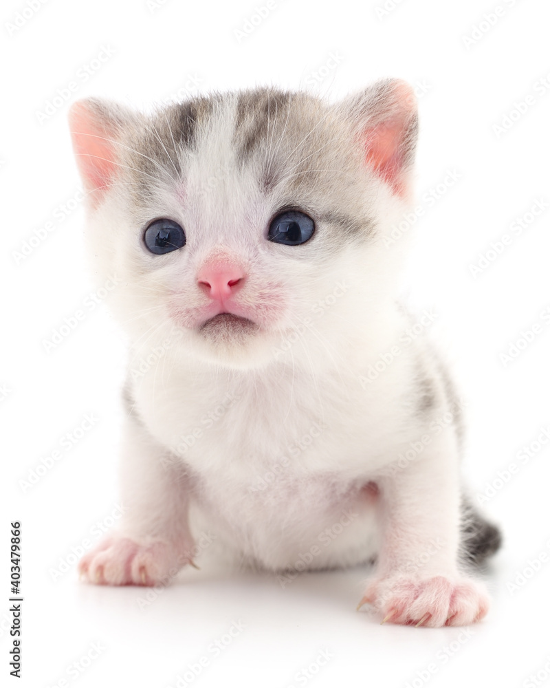 Kitten on white background.