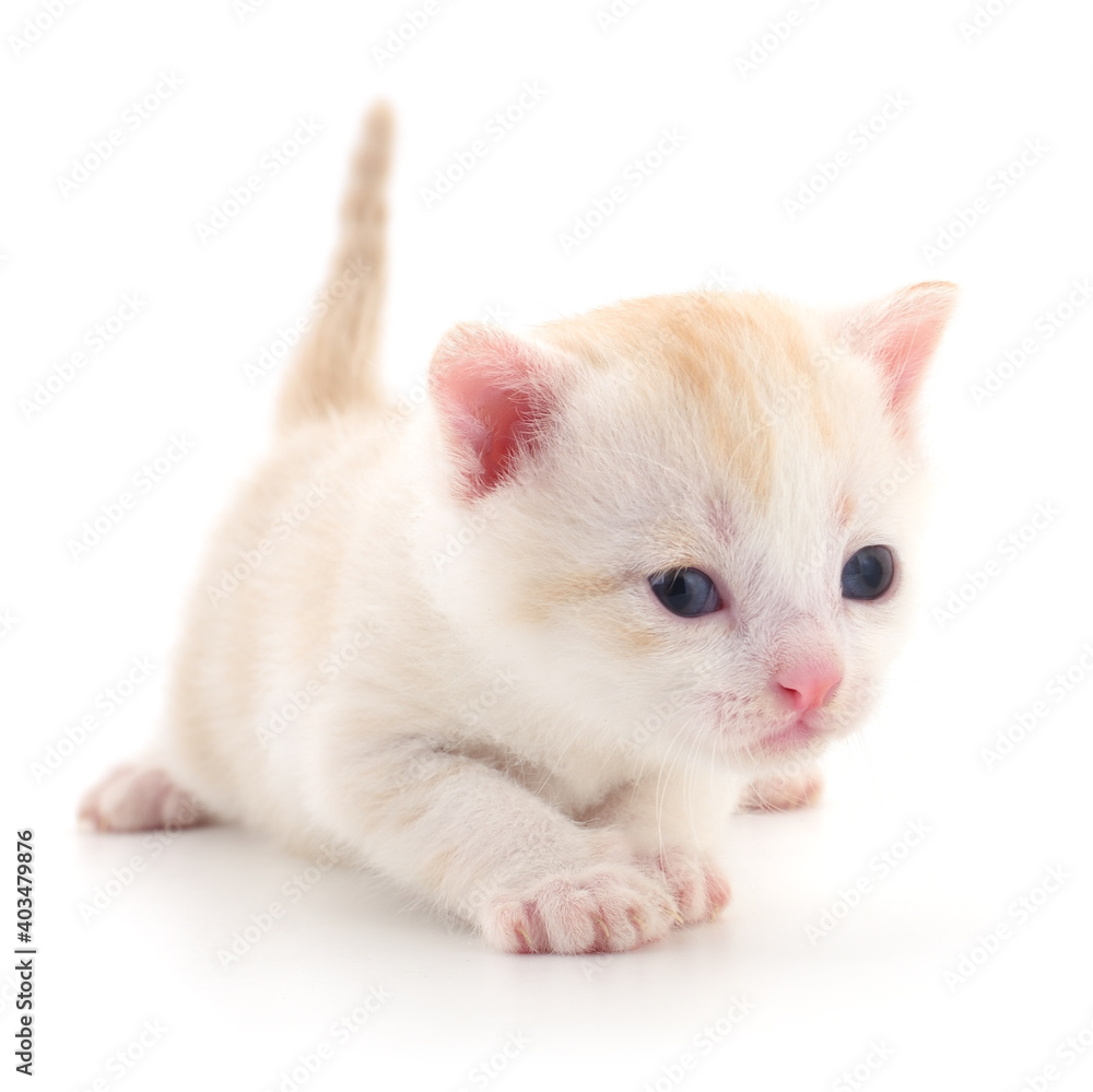 Kitten on white background.