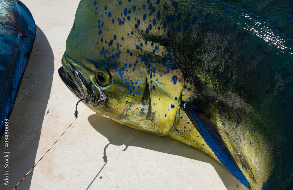 Dorado Mahi Mahi common dolphinfish head catch on a boat Costa Rica ...