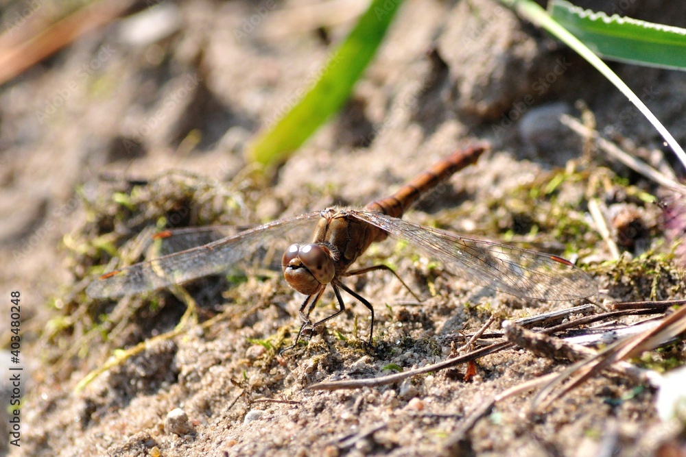 Dragonfly in the park