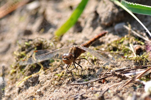 Dragonfly in the park