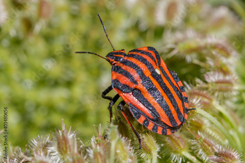 Streifenwanze (Graphosoma lineatum)