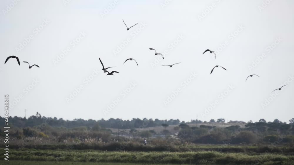 glossy ibis bird in rice field slow motion glossy ibis bird in rice field slow motion