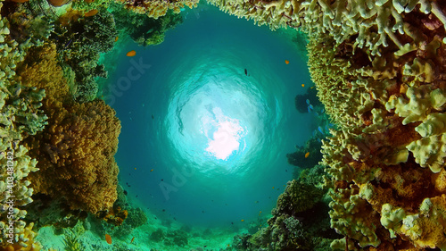 Tropical Underwater Colorful Reef. Tropical underwater sea fish. Philippines.