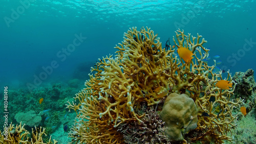 Reef underwater tropical coral garden. Underwater sea fish. Philippines.