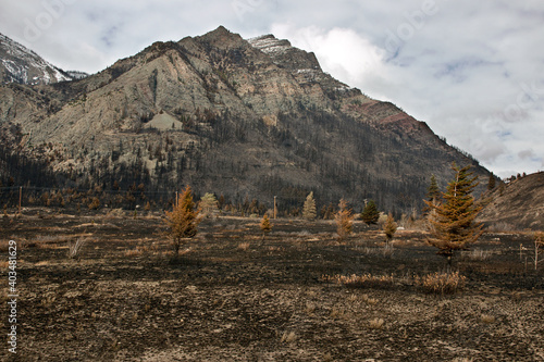 Forest Fire aftermath 