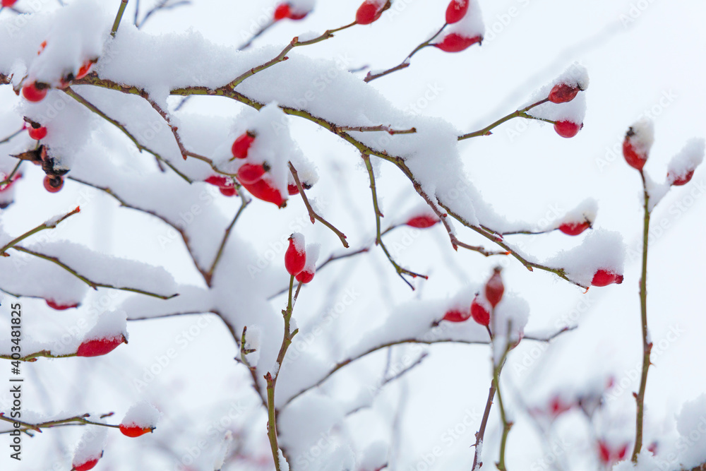 snow covered red rose hips 