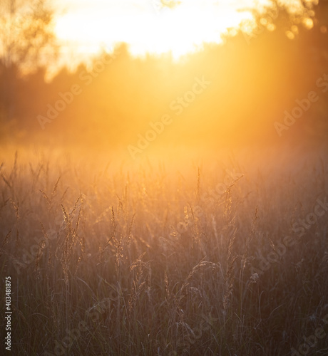 Grass in fog backlit by sun light beams