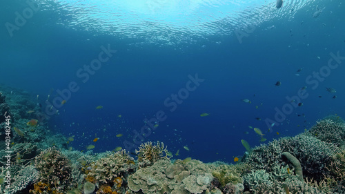 Tropical fishes and coral reef underwater. Hard and soft corals  underwater landscape. Philippines.