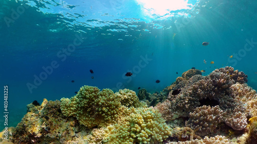 Marine scuba diving. Underwater colorful tropical coral reef seascape. Philippines.