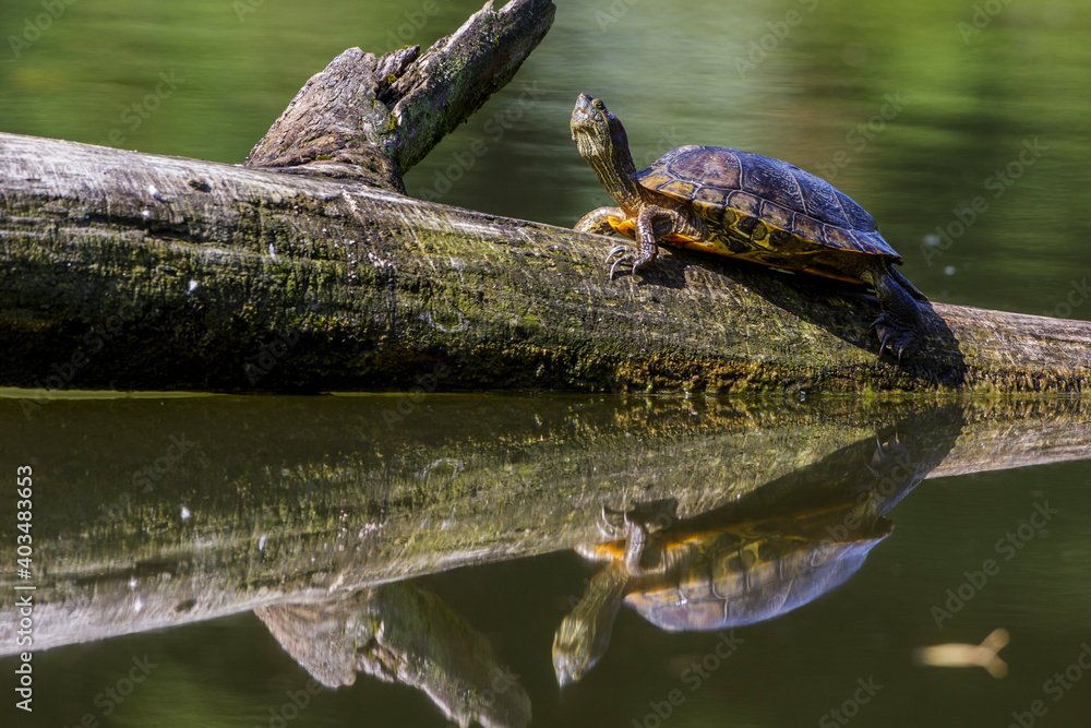 Rotwangen-Schmuckschildkröte (Trachemys scripta elegans) Rotwangen-Schmuckschildkröte (Trachemys scripta elegans)