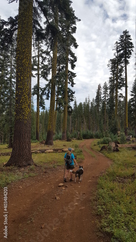 walking in the woods verticle