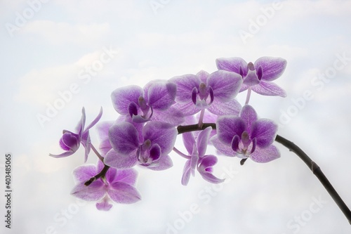 Fototapeta Naklejka Na Ścianę i Meble -  Pink orchid on the sky background	