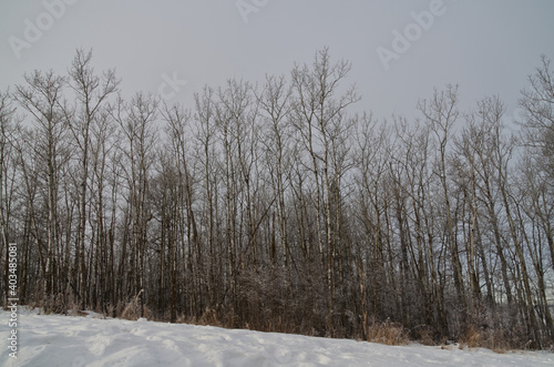Wallpaper Mural Bare Tree during the Winter Season Torontodigital.ca