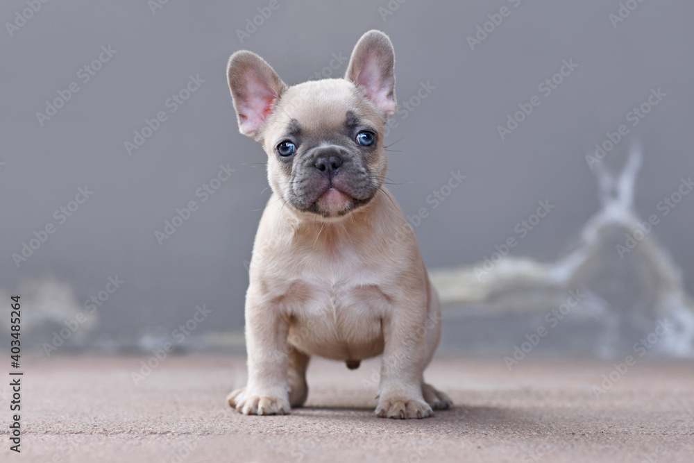 Young lilac fawn colored French Bulldog dog puppy with large funny not straight blue eyes in front of gray background