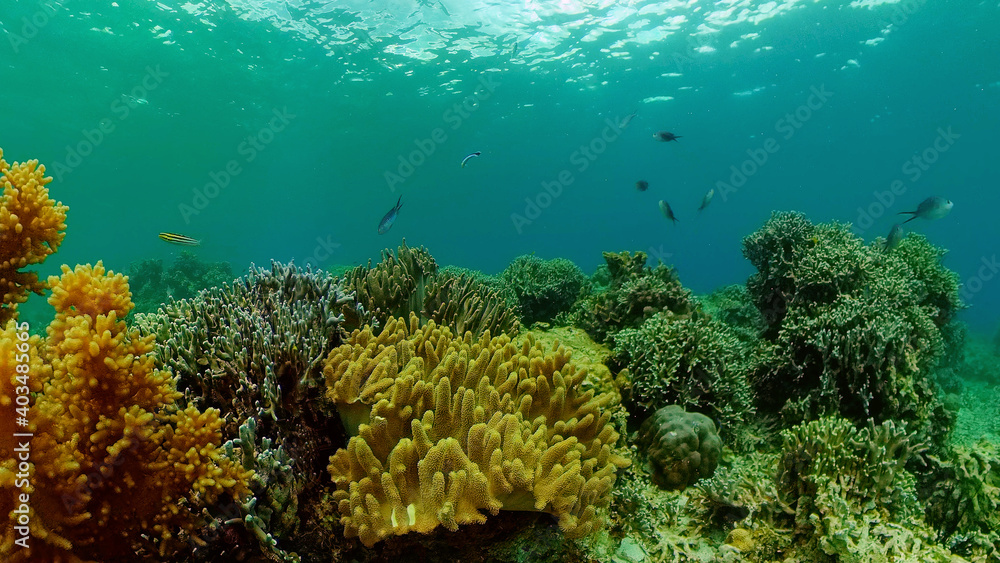Obraz premium Tropical fishes and coral reef underwater. Hard and soft corals, underwater landscape. Travel vacation concept. Philippines.