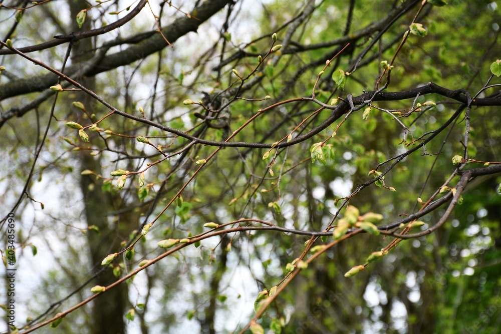 Green blooming branches background Green blooming branches background